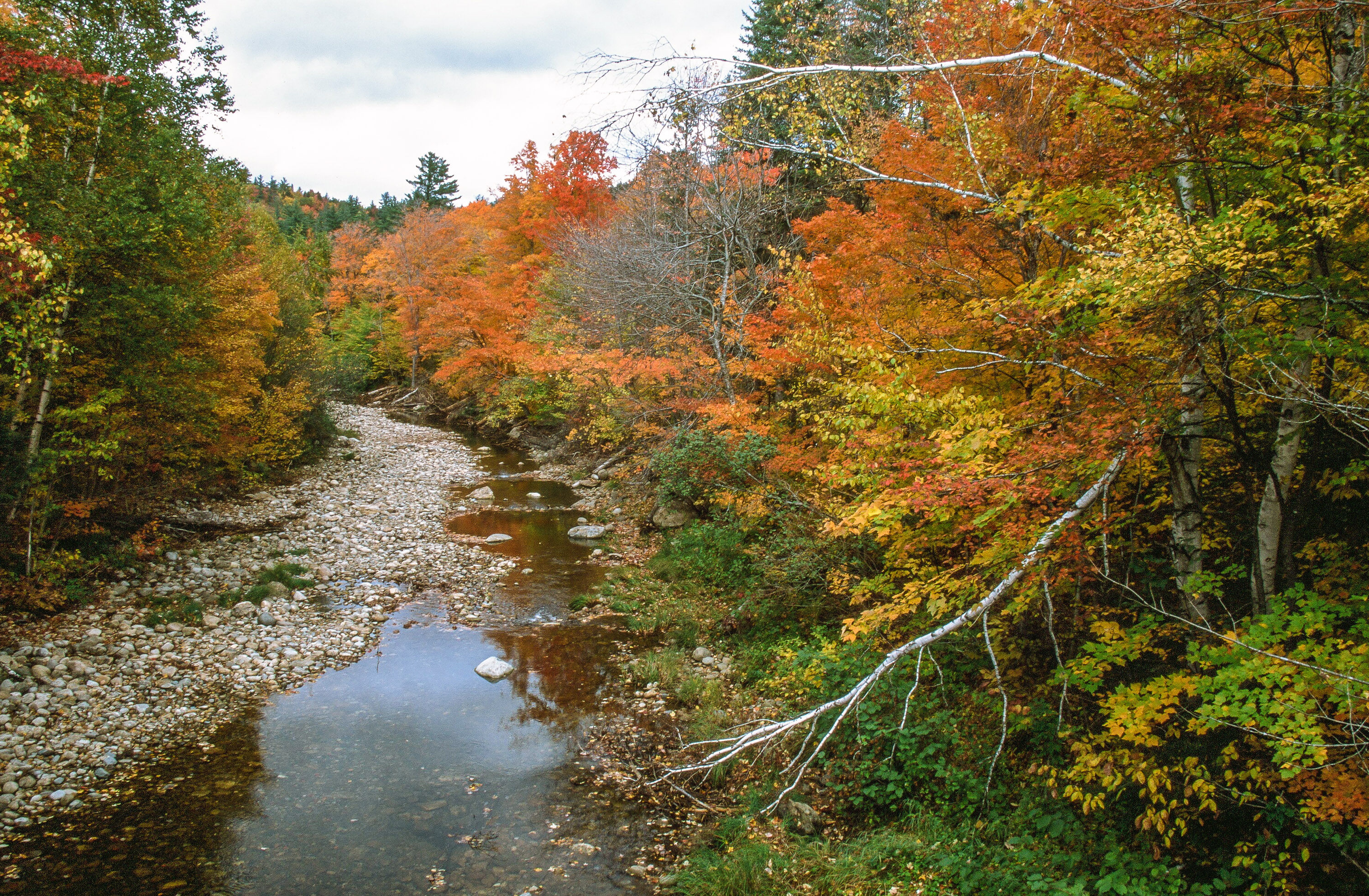 Rock bottom creek flowing through a northern forest in autumn.