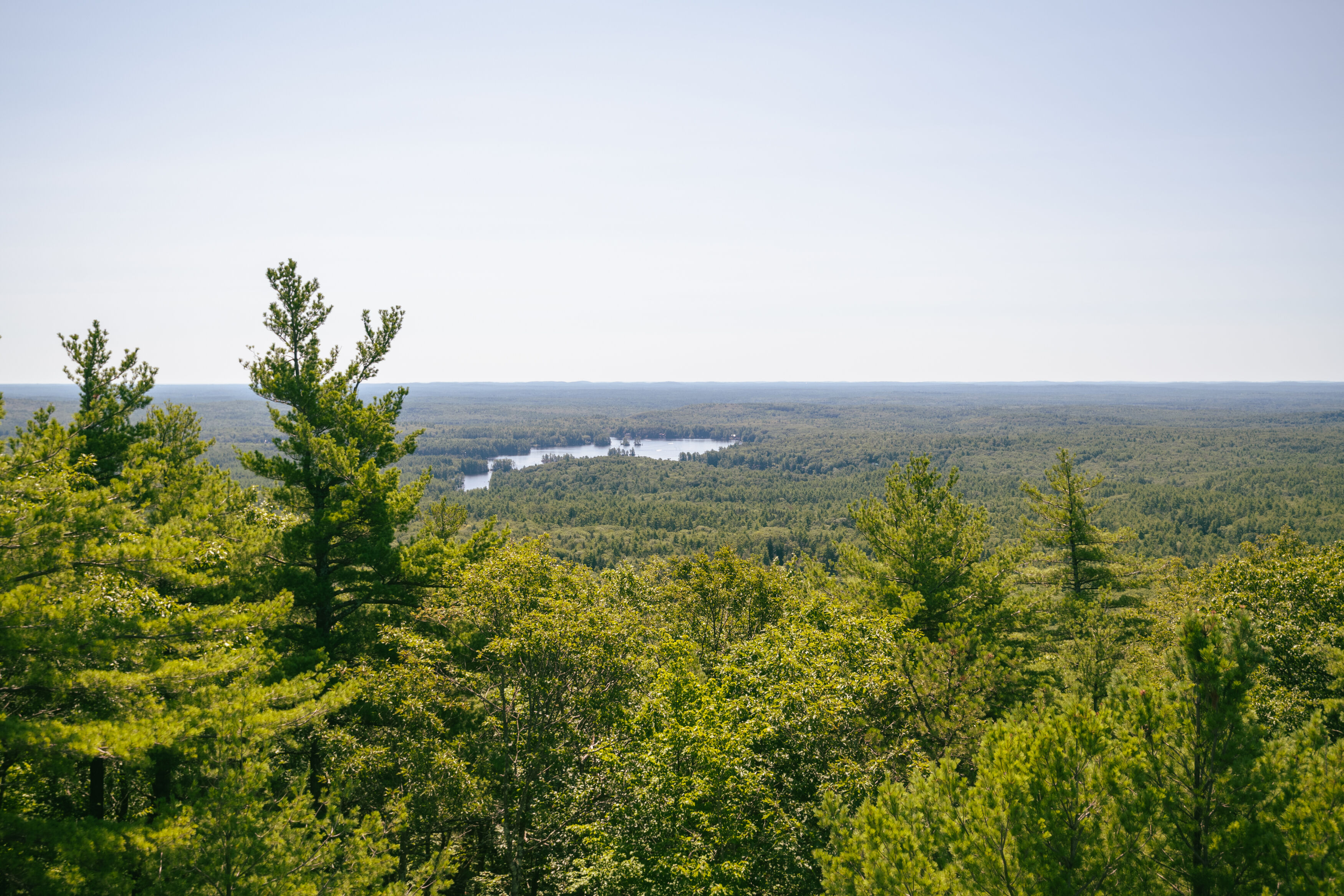 Panoramic view of printing forest land with a lake in the distance