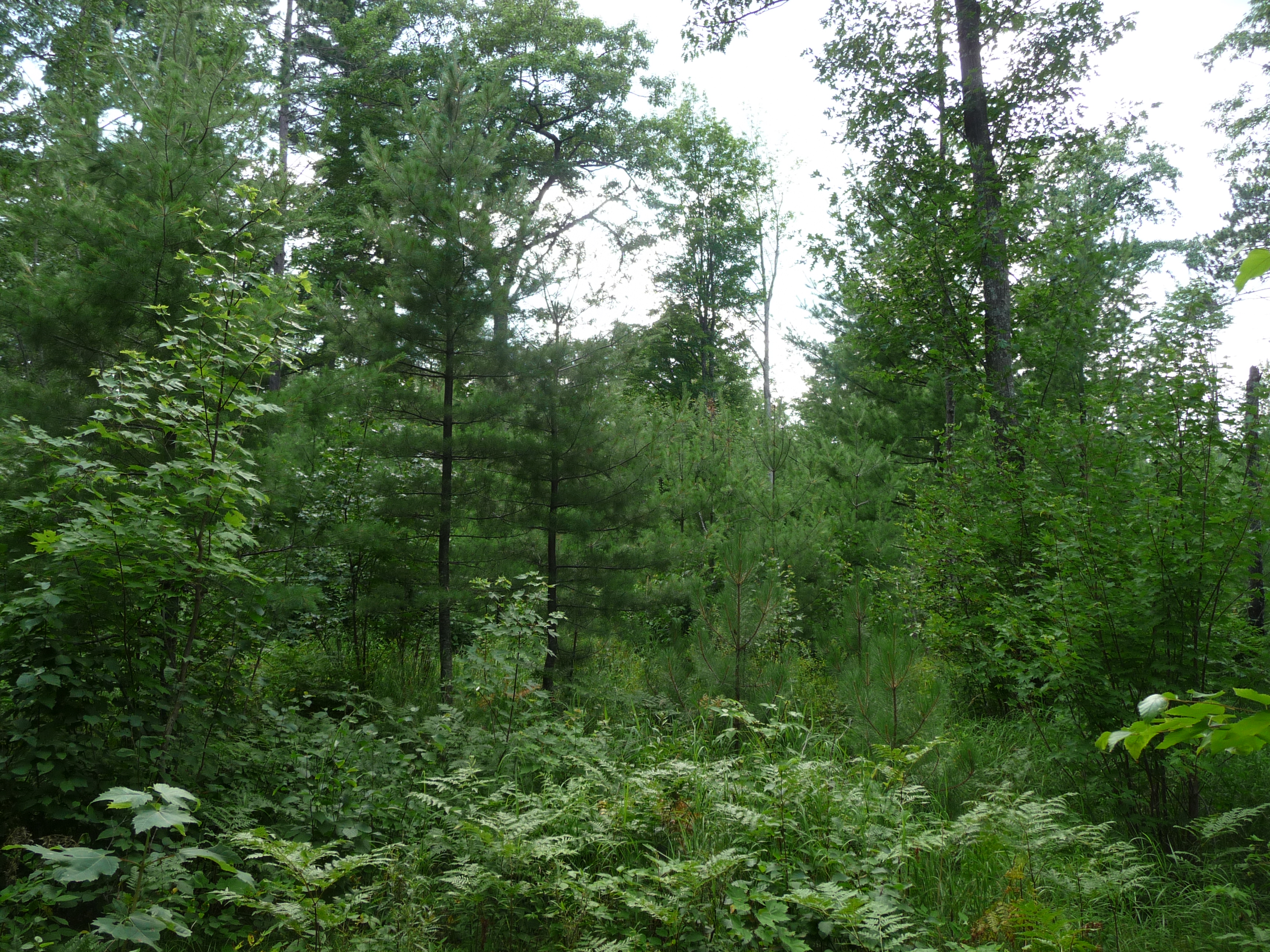 A lightly forested area that is regenerating lots of new growth.