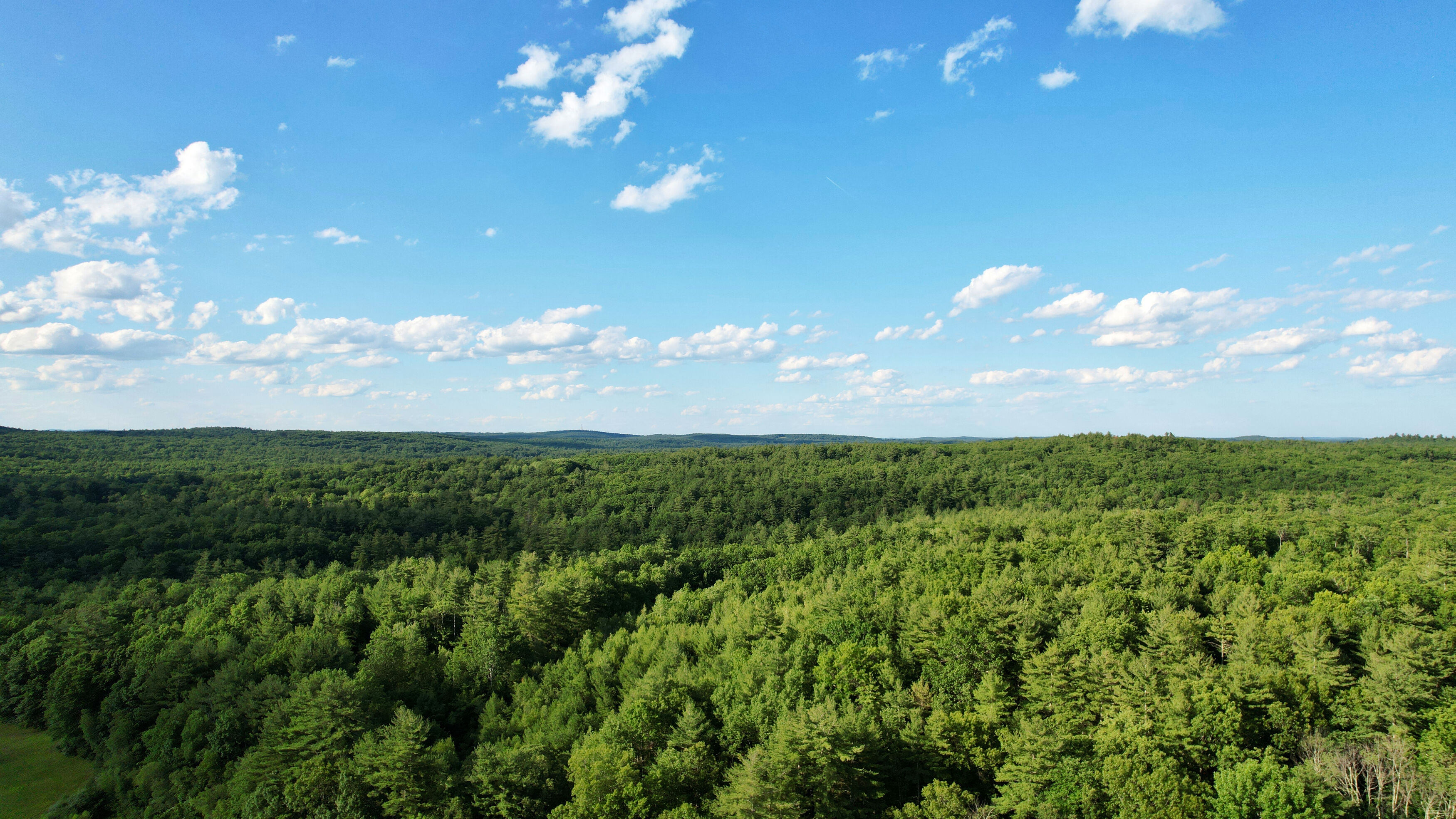 Aerial image of a mature forest area