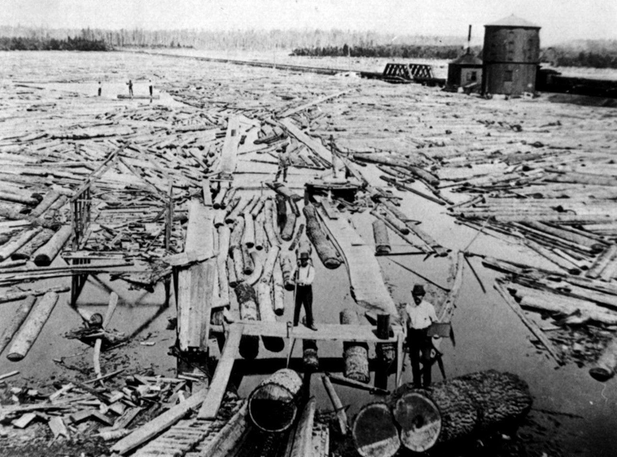 River clogged with cut logs