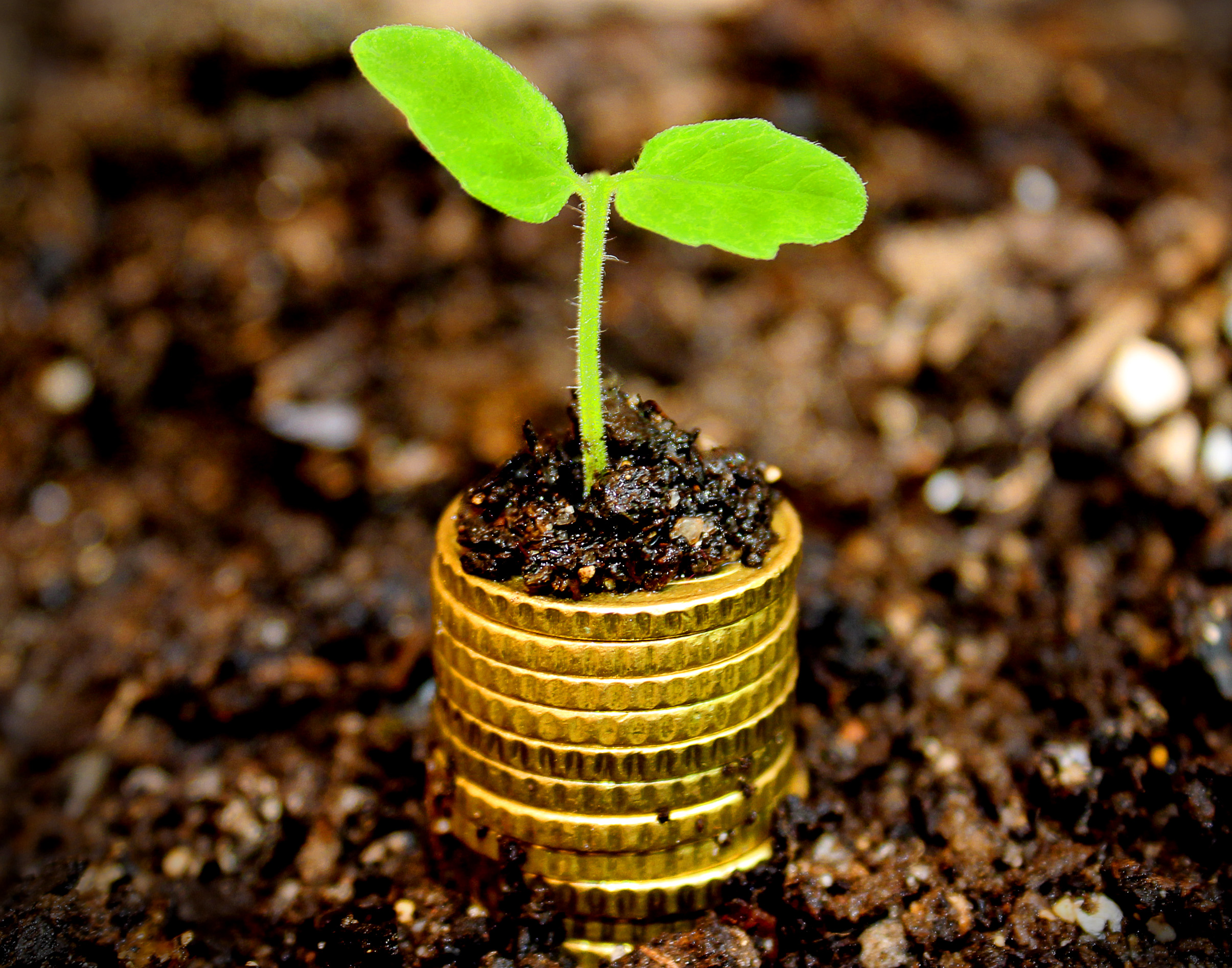 A two leaf plant growing on the top of a stack of gold coins emerging from the soil