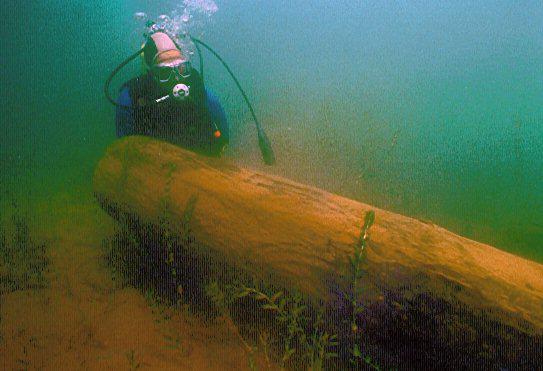 SCUBA diver examining the end of a large log underwater